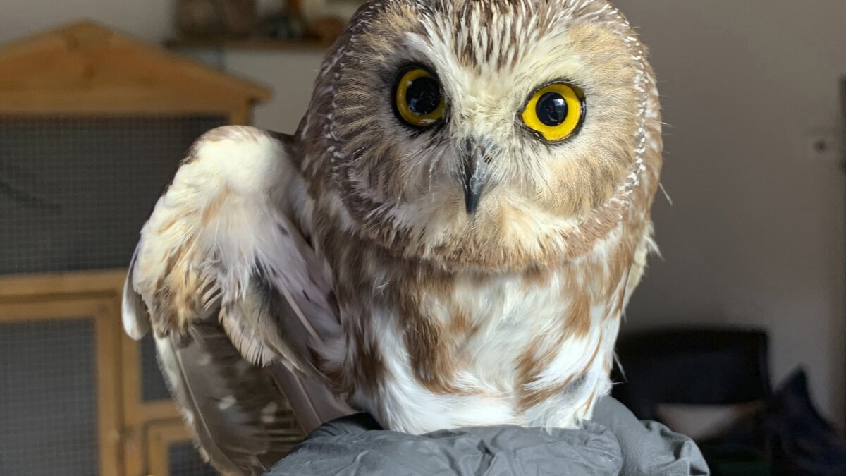 Hoots the interactive owl fao schwarz sale